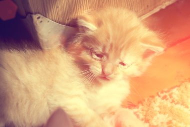 Kapalı oynayan küçük kedi yavrusu