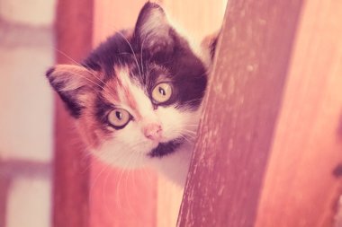 Şirin, clorful kitty oyun