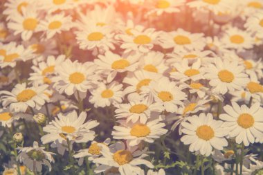 Pitoresk papatya alan