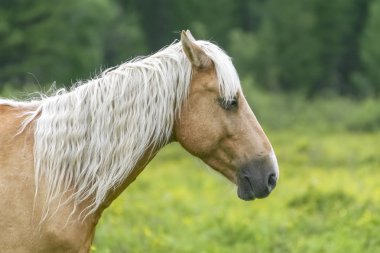 Head of horse with white mane