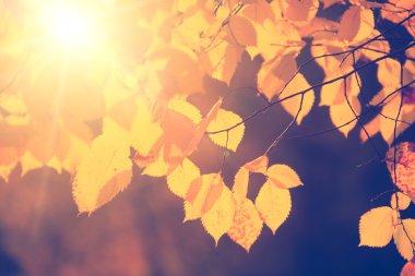 Sarı sonbahar yaprakları ve dalları