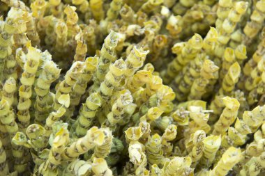 Pitoresk yeşil kurutma otlar