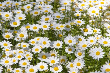 Pitoresk papatya alan