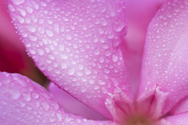 Mor çiçek yaprakları üzerinde çiy damlaları