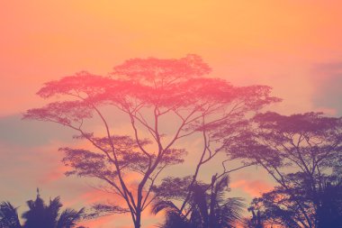 Karanlık Afrika ağaçlarının silhouettes