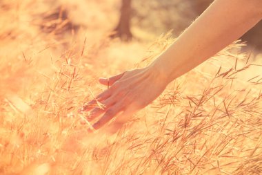 İnsan eli ile çayır çimen
