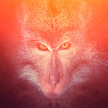 Yeşil gözlü kötü maymun