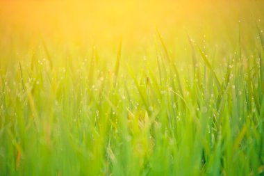 Çiğ damlaları ile çim bıçaklar