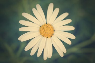 Pitoresk şirin papatya çiçek