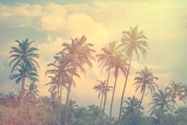 Palmiye ağaçları ile tropikal orman