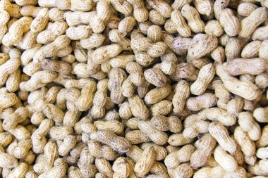 Closeup görünümü çeşitli fındık