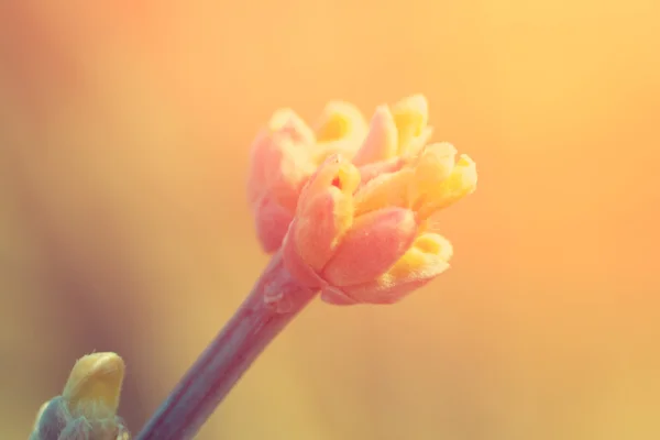 Botões florescentes de primavera em ramo — Fotografia de Stock
