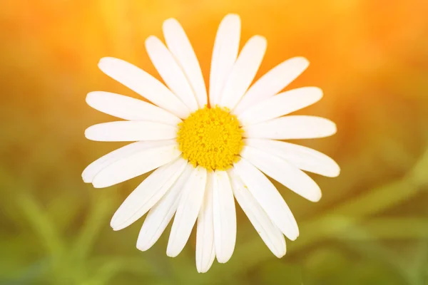 Flor margarida bonito pitoresco — Fotografia de Stock