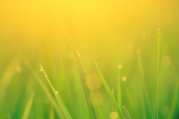 Gräset blad med daggdroppar — Stockfoto