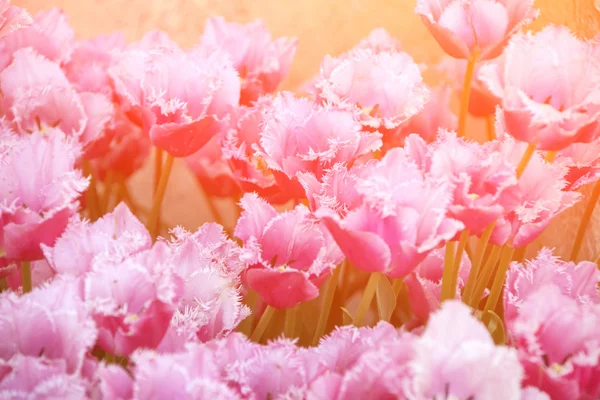 Färgglada, vackra blommande tulpaner — Stockfoto