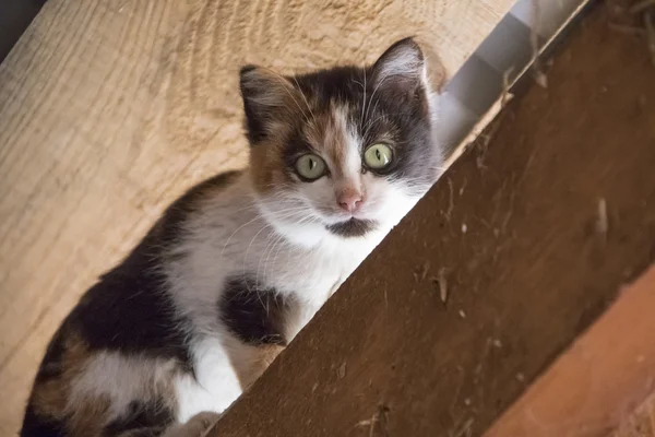 Söt, clorful kitty spelar — Stockfoto