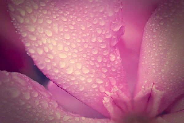 Rosa kapky na fialové okvětních lístků — Stock fotografie