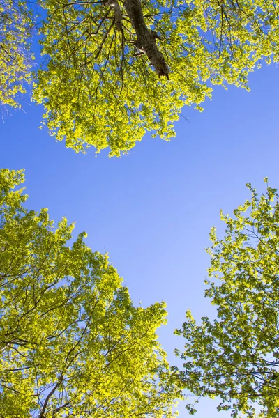 Vista dal basso del cielo degli alberi — Foto Stock