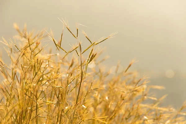 Prato erba al sole del mattino — Foto Stock