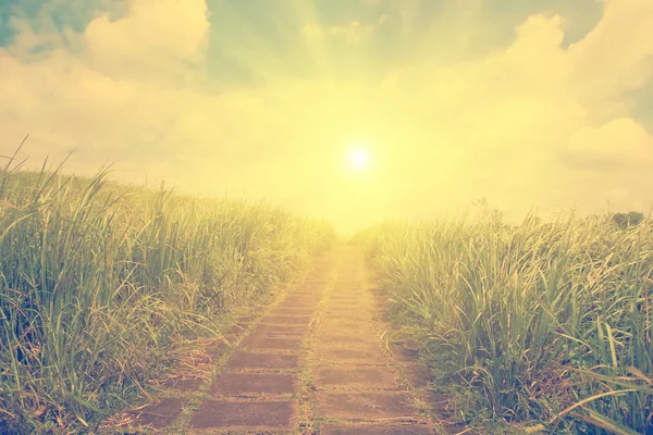 Yolu pitoresk çayır üzerinde