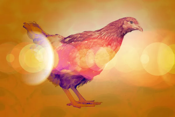 Colorful hen looking at camera — Φωτογραφία Αρχείου