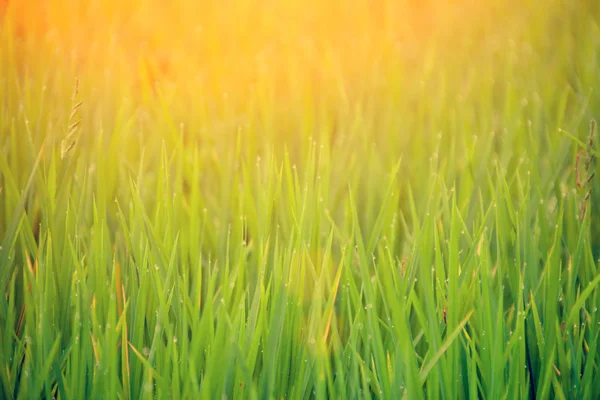 Gräset blad med daggdroppar — Stockfoto