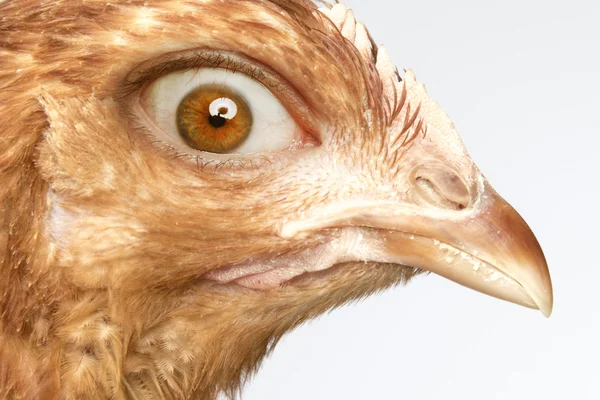 Red hen with human eye — Stockfoto