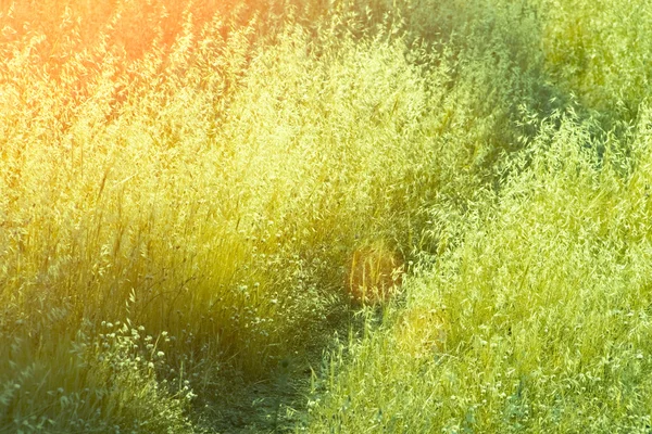 Weide gras in de ochtendzon — Stockfoto