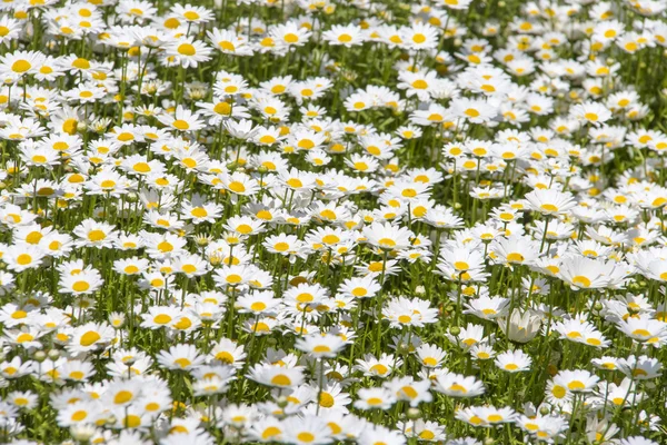 Malerisches Kamillenfeld — Stockfoto