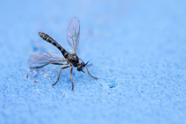 Brown dragonfly sitting on blue sand — Stock Photo, Image