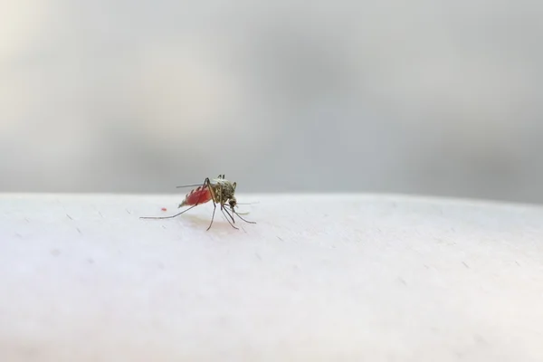 Mosquito with blood on human hand — Stock Photo, Image