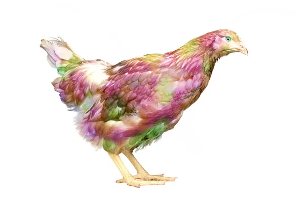 Colorful hen looking at camera — Φωτογραφία Αρχείου