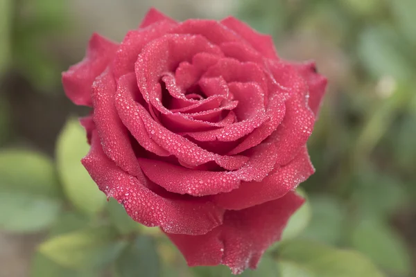 Красиві пелюстки троянди — стокове фото