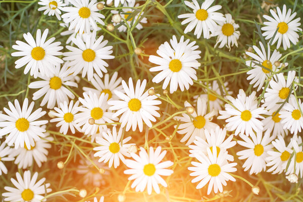 Picturesque chamomile field