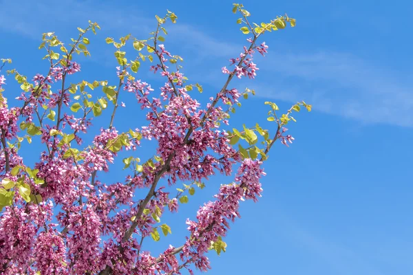 Hermosas ramas de árboles florecientes — Foto de Stock