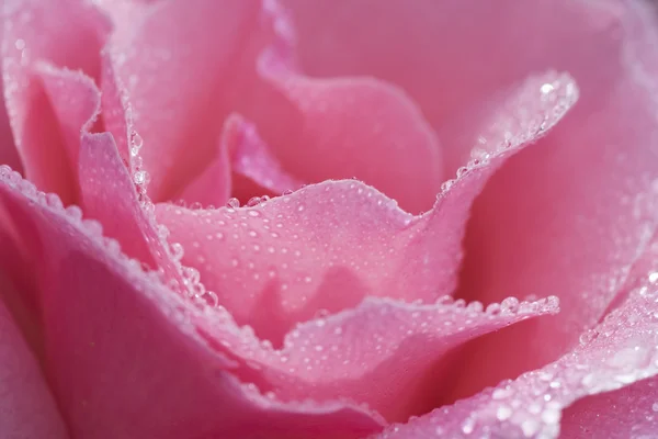 Bei petali di fiore di rosa — Foto Stock
