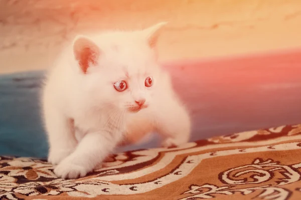 Маленький кошеня грає в приміщенні — стокове фото