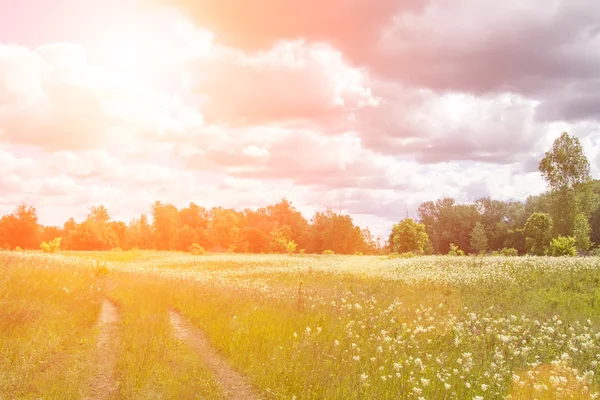 Prado com flores e floresta no fundo — Fotografia de Stock