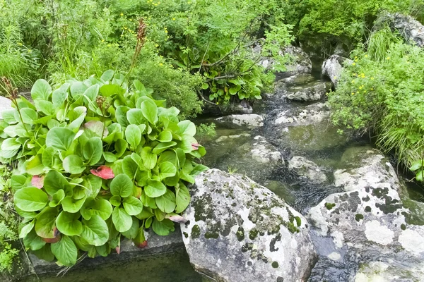 Mountain creek between stones — Stock Photo, Image