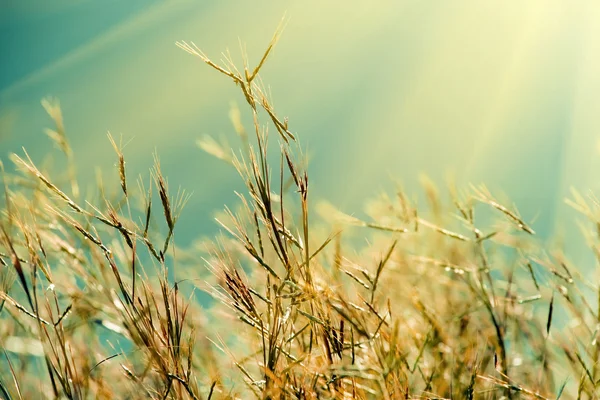 Herbe de prairie au soleil du matin — Photo