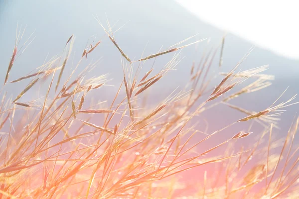 Луговая трава под утренним солнцем — стоковое фото