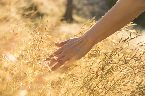 Луговая трава с человеческой рукой — стоковое фото