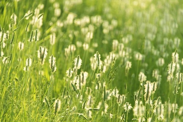 Białe kwiaty i zielona trawa — Zdjęcie stockowe