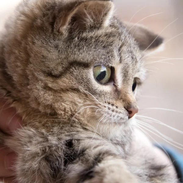 Серый, полосатый котенок с зелеными глазами — стоковое фото
