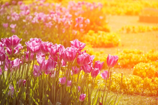 Colorful, beautiful blooming tulips — Stock Photo, Image