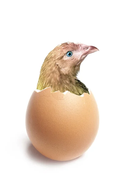 Hen looking from broken eggshell — Stockfoto