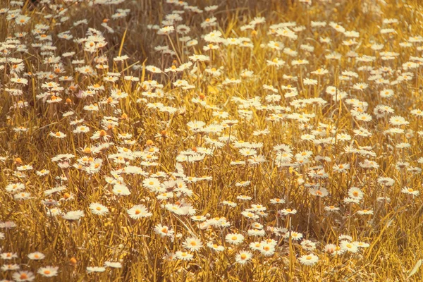 Picturesque chamomile field — Stock Photo, Image