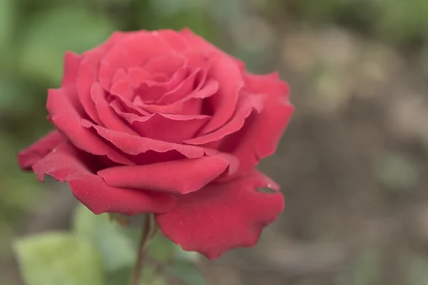 Pintoresca linda flor de margarita — Foto de Stock