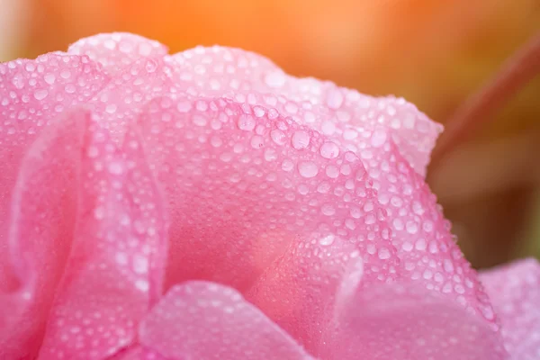 Hermosos pétalos de flor de rosa — Foto de Stock