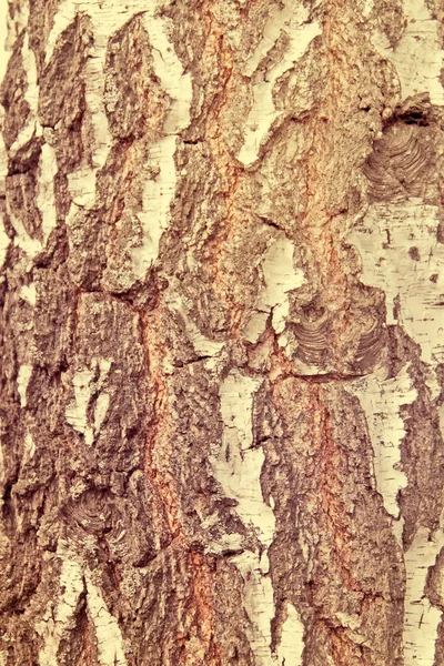 Picturesque birch bark closeup — Stock Photo, Image